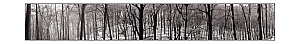 060129_Wood.jpg